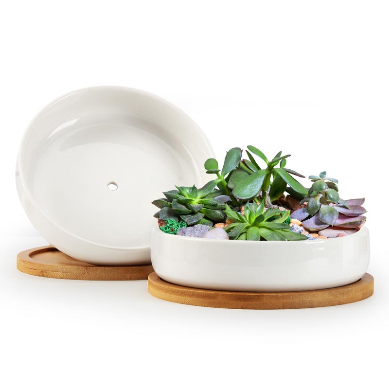 ZOUTOG Succulent Pots,6 Inch Succulent Planters with Drainage and Tray,White Ceramic Planters for Indoor Plants,Round Shallow Flower Plant Pots,Pack of 2 - Image 1